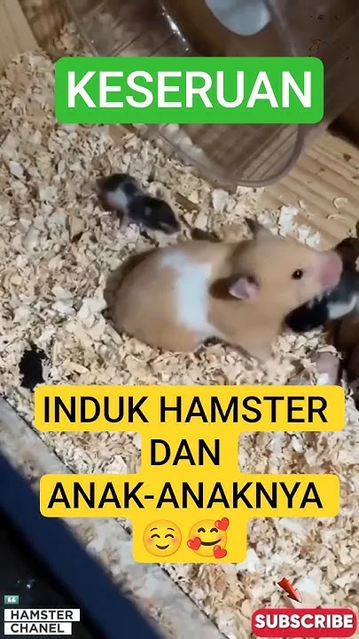 KELUCUAN DAN KEBERSAMAAN INDUK HAMSTER DAN ANAK-ANAKNYA ☺🐹 #shorts #