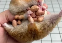 Kemampuan Hamster Dalam Menyimpan Makanan :) - YouTube