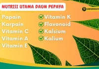 Kenali Manfaat Daun Pepaya sebagai Obat Alami yang Efektif - Birds n Bees