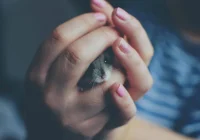 Kenapa Hamster Mengeluarkan Suara? Ini Alasannya | kumparan.com