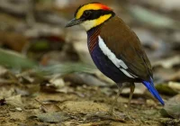 Klasifikasi Paok pancawarna (Pitta guajana) - Biologi Edukasi: Belajar