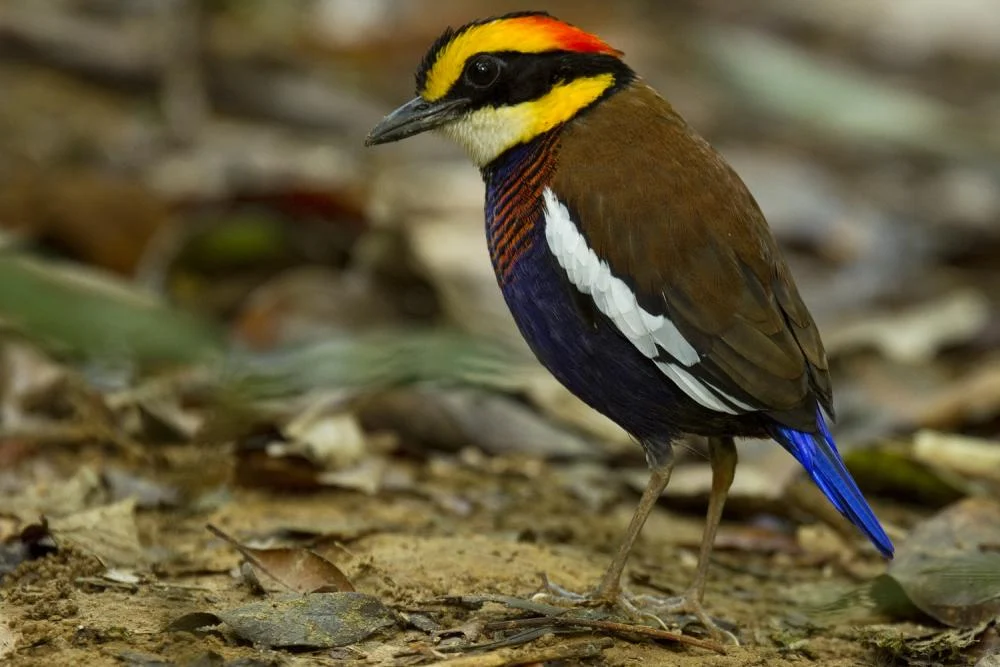 Klasifikasi Paok pancawarna (Pitta guajana) - Biologi Edukasi: Belajar
