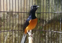 Lingkungan Kandang Ideal Murai Batu Warna dan Tebal Jeruji
