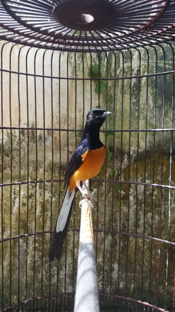 Lingkungan Kandang Ideal Murai Batu Warna dan Tebal Jeruji