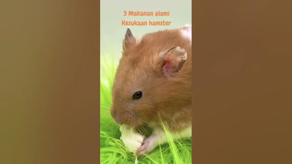 makanan alami hamster #hamsters #hamstergo #hamsterbabies #hamsterfun