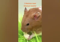 makanan alami hamster #hamsters #hamstergo #hamsterbabies #hamsterfun