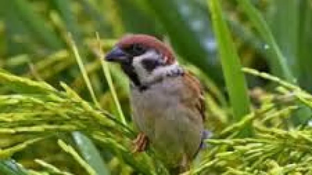 Makanan Burung Emprit Bayi: Panduan Lengkap untuk Merawat Anak Burung