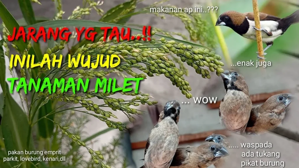 Makanan Burung Emprit Sawah: Banyak Pilihan untuk Meningkatkan