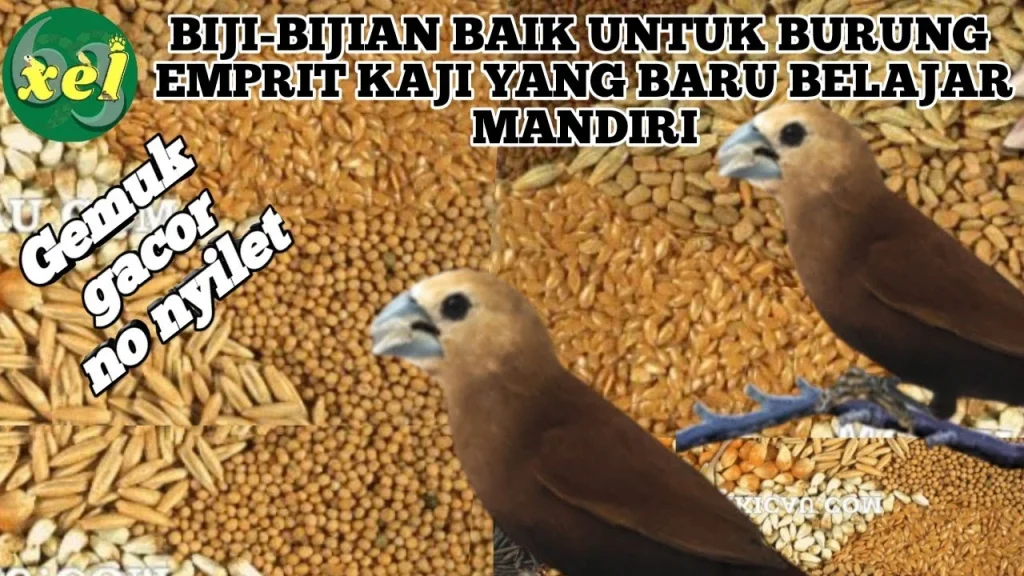 MAKANAN YANG BAIK UNTUK BURUNG EMPRIT KAJI YANG BARU BELAJAR MANDIRI