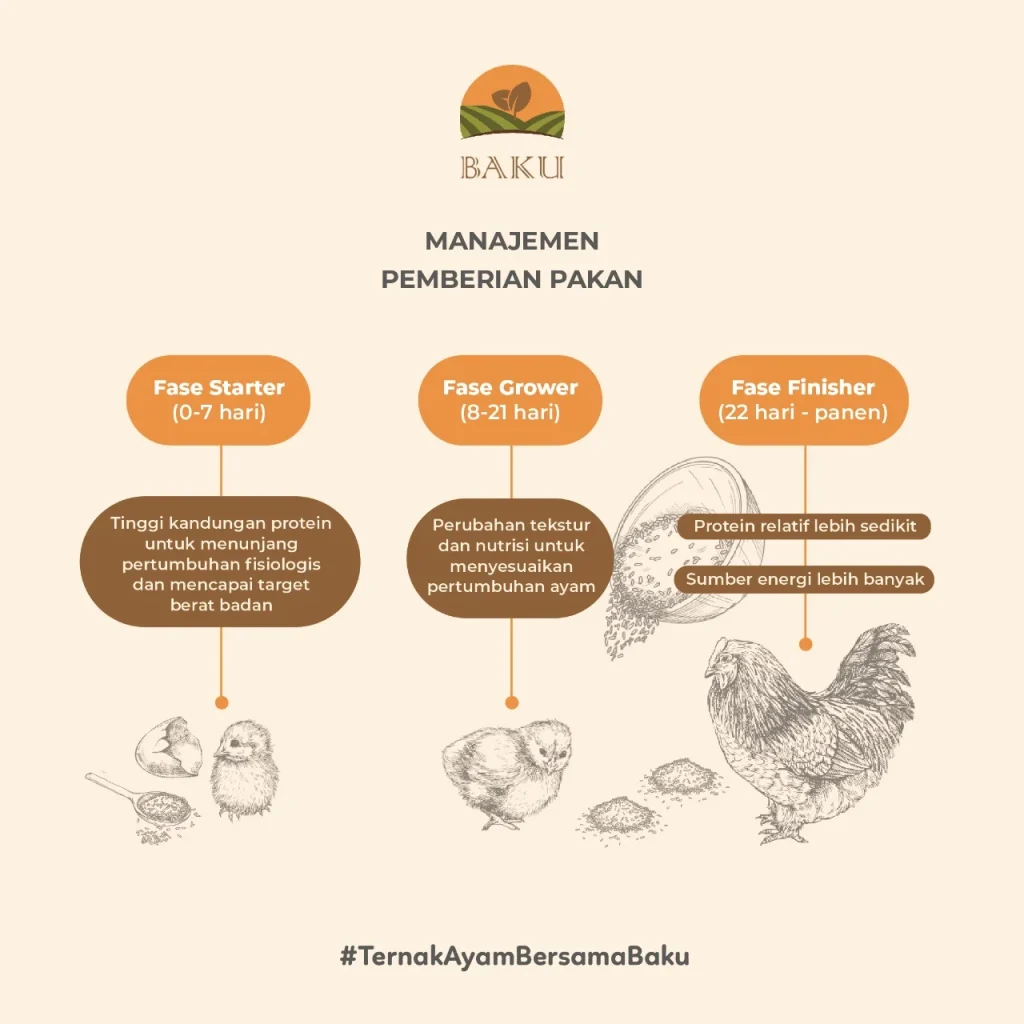 Manajemen Pakan Ayam Broiler - BAKU