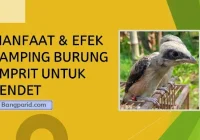 Manfaat Burung Emprit untuk Cendet: Meningkatkan Kesehatan dan Kualitas