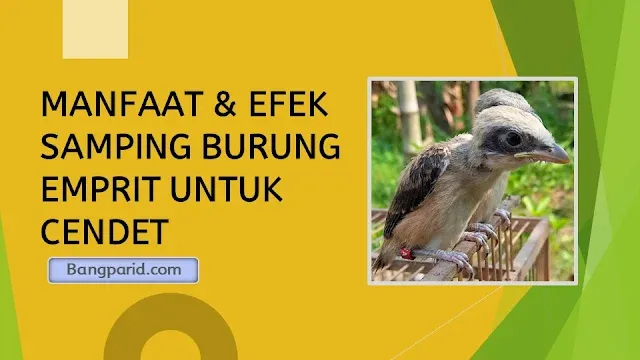 Manfaat Burung Emprit untuk Cendet: Meningkatkan Kesehatan dan Kualitas