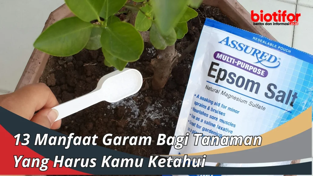 Manfaat Garam Untuk Tanaman Padi: Rahasia Meningkatkan Produktivitas