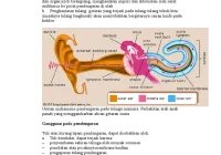 Mekanisme Transmisi Pendengaran | PDF