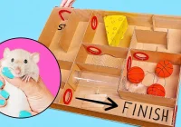 Membuat Labirin Kreatif Untuk Hamster - YouTube