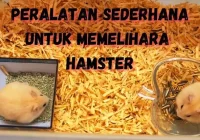 Memelihara Hamster dengan Perlengkapan Dasar dan Cara Penggunaannya - 2024