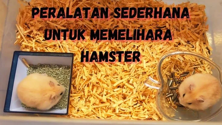 Memelihara Hamster dengan Perlengkapan Dasar dan Cara Penggunaannya - 2024
