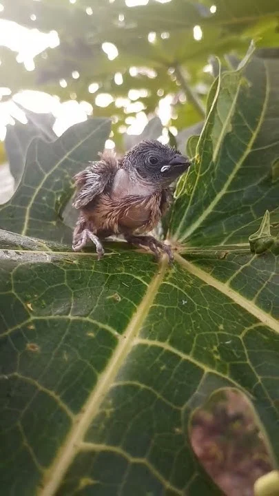 menemukan anakan burung emprit di atas daun pepaya - YouTube