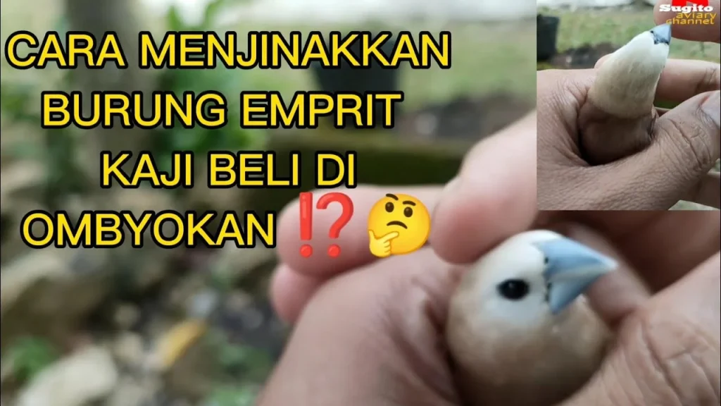 Mengenal Anak Burung Emprit Kaji: Cara Merawat dan Membudidayakan