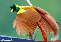 Mengenal Burung Cendrawasih, ‘Si Burung Surga’ Khas Papua