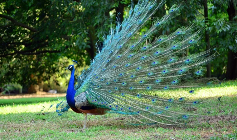 Mengenal Burung Merak (Peafowl) Lebih Dekat , Si Cantik Mempesona