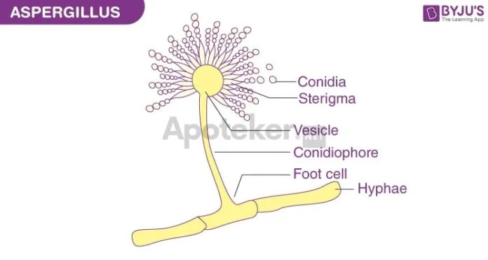 Mengenal Infeksi akibat Jamur Aspergillus