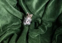 Mengenal Jenis dan Karakteristik Hamster | kumparan.com