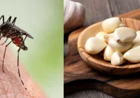 Mengusir Nyamuk dengan Bahan Alami: Solusi Ramah Lingkungan – Apotek