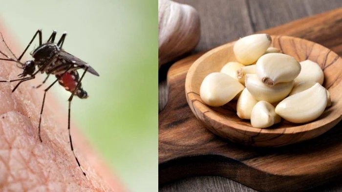 Mengusir Nyamuk dengan Bahan Alami: Solusi Ramah Lingkungan – Apotek