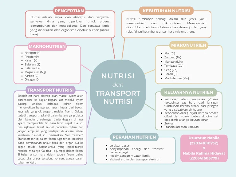 Mind Map Nutrisi Dan Transport Nutrisi | PDF
