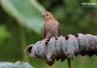 Mitos dan Fakta Burung Emprit Gantil atau Wiwik Kelabu atau Kedasih