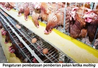 Molting Pada Ayam Petelur, Masih Perlukah? | Medion