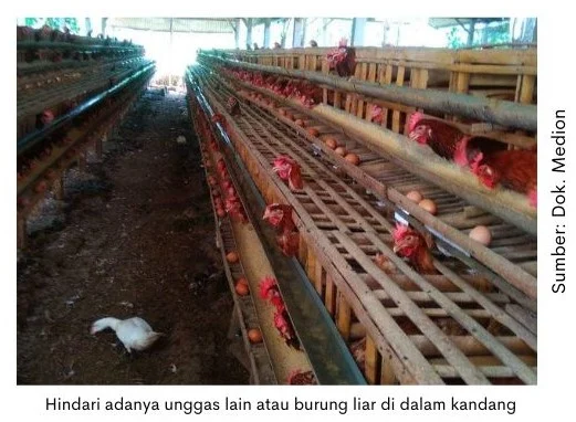 Newcastle Disease, Penyakit Unggas yang Merugikan - Medion