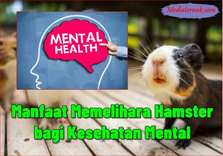 Pahami 10 Manfaat Memelihara Hamster bagi Kesehatan Mental