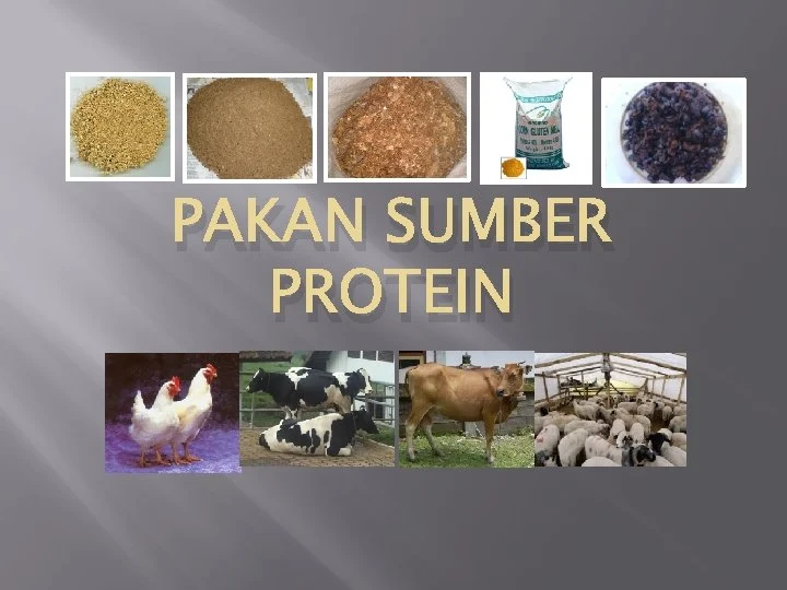 PAKAN SUMBER PROTEIN PAKAN SUMBER PROTEIN Pakan kelas