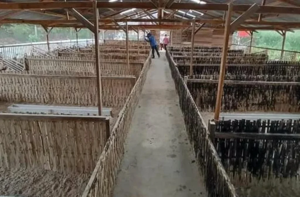 Panduan Lengkap Persiapan Kandang Ideal untuk Budidaya Itik Petelur