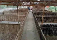 Panduan Lengkap Persiapan Kandang Ideal untuk Budidaya Itik Petelur