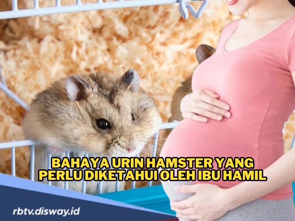 Penting, Ini Bahaya Urin Hamster yang Perlu Diketahui Ibu Hamil