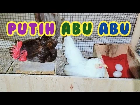 Perawatan ayam Serama Selama Masa Bertelur Sampai Mengeram - YouTube