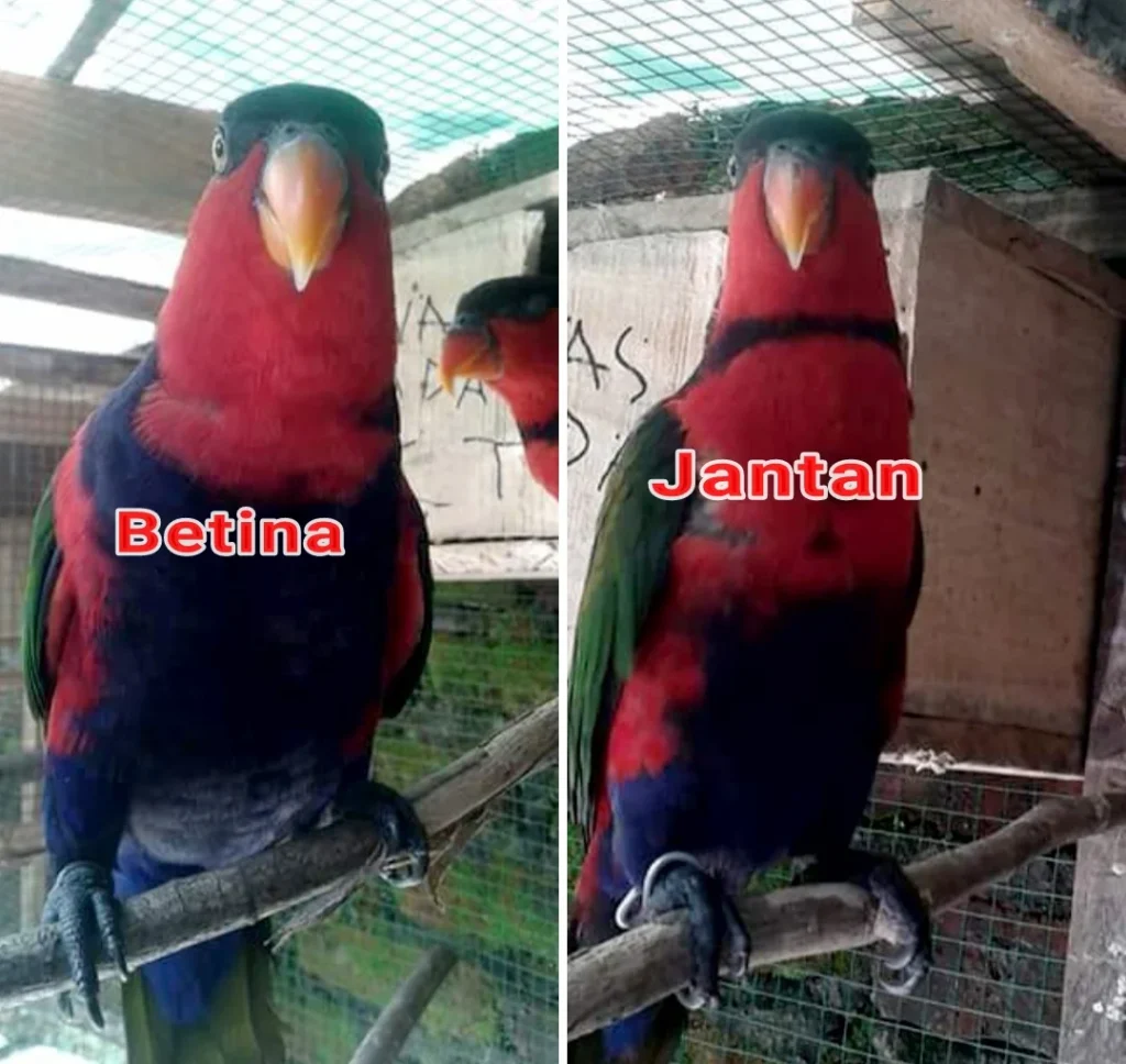 Perbedaan Nuri Kepala Hitam Jantan Dan Betina Akurat Disertai Gambarnya