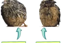 Perbedaan Puyuh Jantan dan Betina Berdasarkan Umurnya - Beternak Dirumah