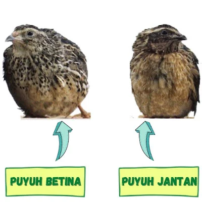 Perbedaan Puyuh Jantan dan Betina Berdasarkan Umurnya - Beternak Dirumah