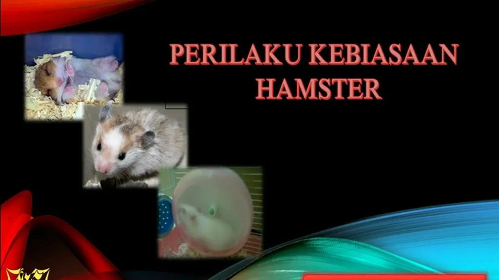 Perilaku Hamster - YouTube