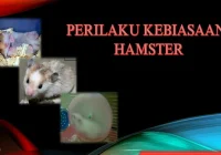 Perilaku Hamster - YouTube
