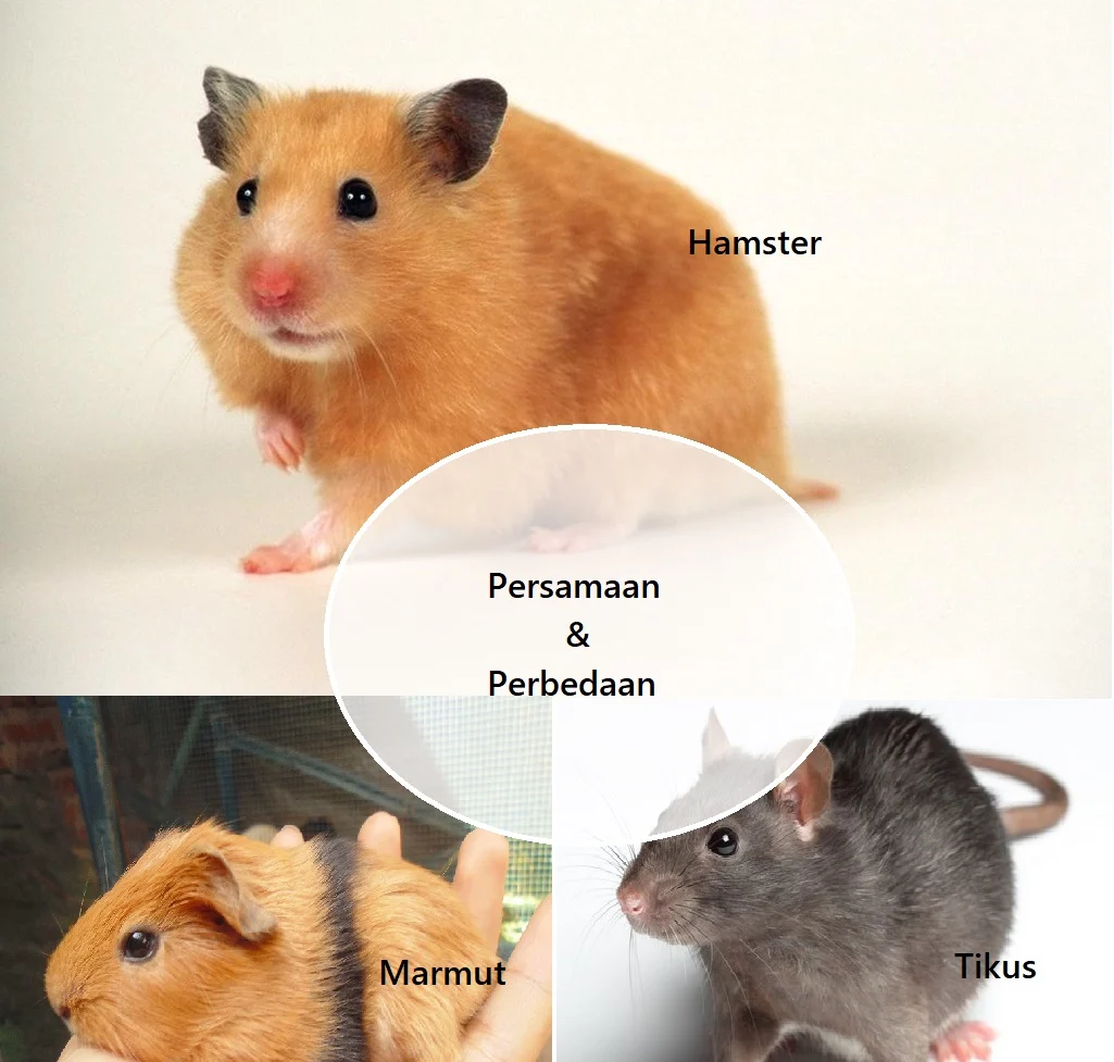 Persamaan dan Perbedaan Hamster, Tikus dan Marmut - IDNFARMERS
