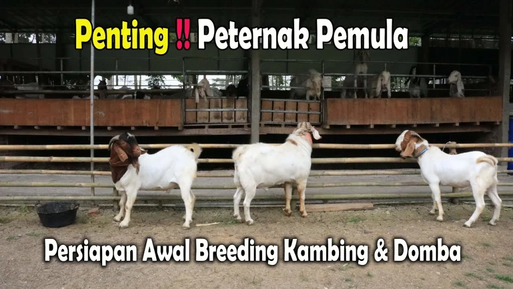 Persiapan Awal Breeding kambing dan Domba,Penting !! Peternak Pemula