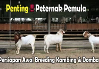Persiapan Awal Breeding kambing dan Domba,Penting !! Peternak Pemula
