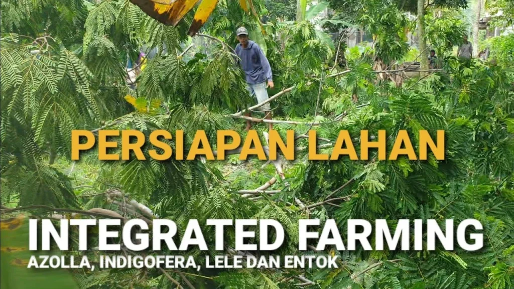 Persiapan lahan untuk dibuat kolam pakan alami dan kandang entok