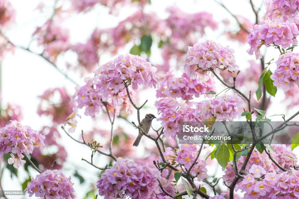 Pohon Terompet Merah Muda Atau Tabebuia Rosea Bunga Merah Muda Segar