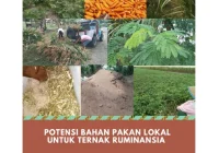 Potensi Bahan Pakan Lokal Untuk Ternak Ruminansia | PDF